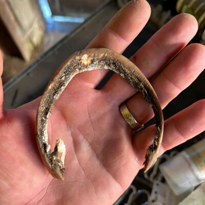 🎙️ Maréchalerie, podologie équine et bien-être du cheval avec Dorian Real cover