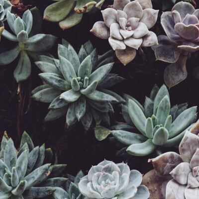 Les plantes sont elles intelligentes? cover