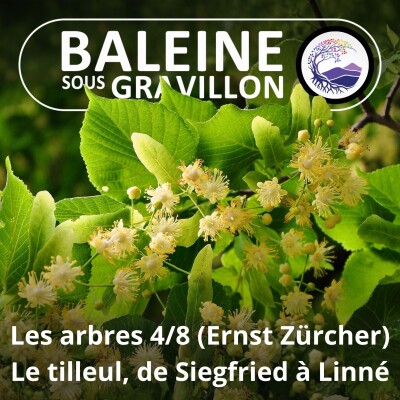 S03E83 Les arbres 4/8 : Vous prendrez bien un p'tit tilleul ? (Ernst Zürcher) cover