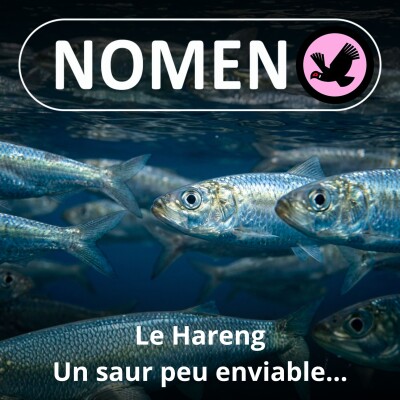 S01E80 Le Hareng : Un saur peu enviable... cover