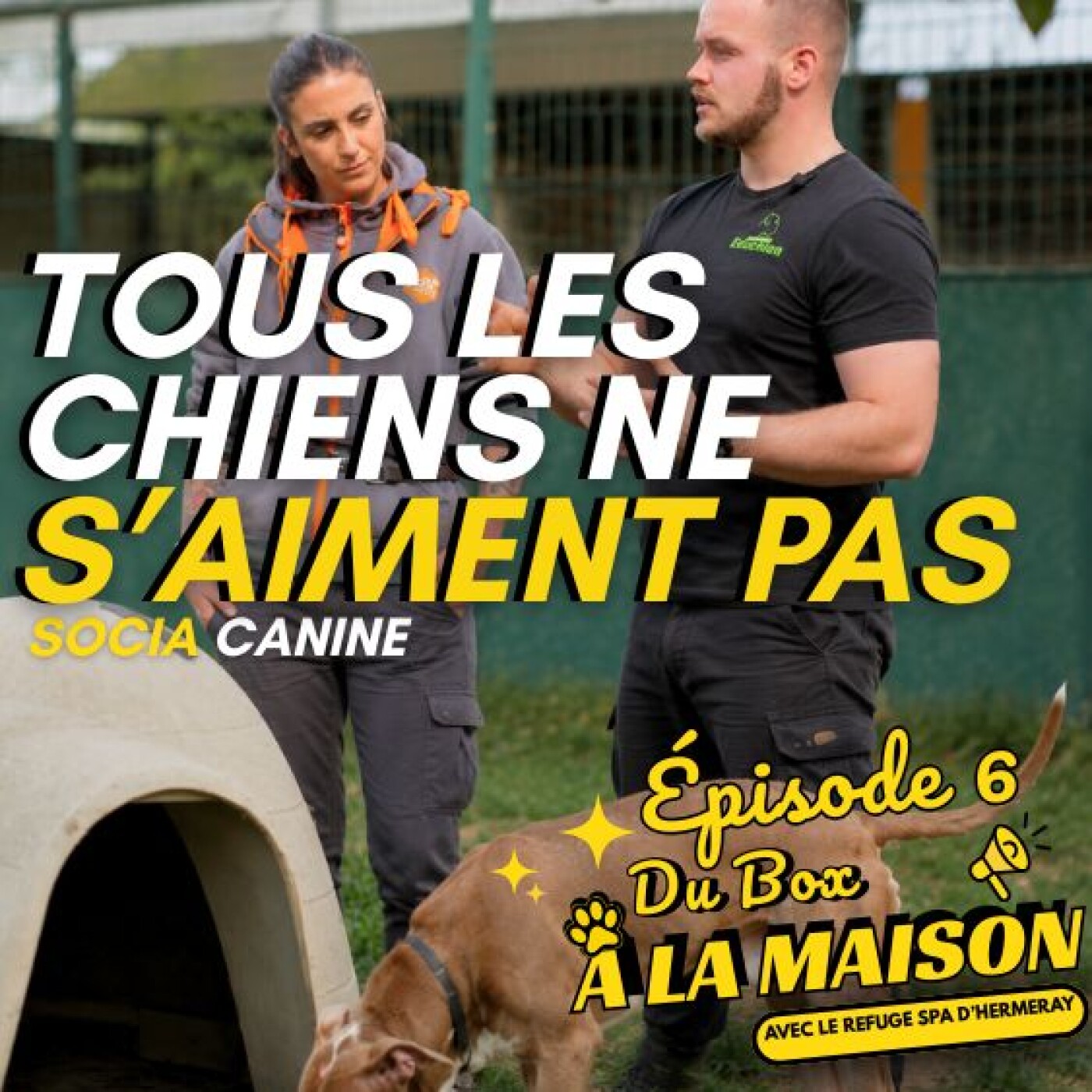 La sociabilité canine : Le plus grand malentendu du monde du chien 🎙️ Du Box à la Maison – Épisode 6 episode artwork