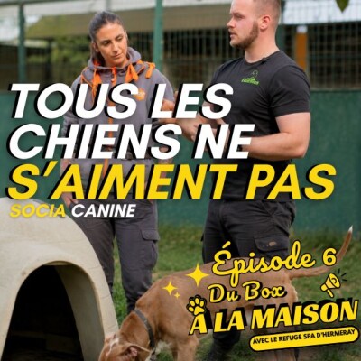 La sociabilité canine : Le plus grand malentendu du monde du chien 🎙️ Du Box à la Maison – Épisode 6 cover