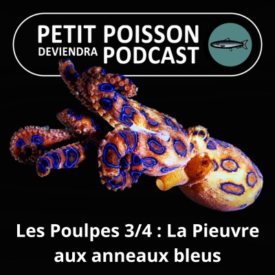 S02E11 Le Poulpe 3/4 : Parmi les stars de la famille, la Pieuvre aux anneaux bleus, un petit canon fatal cover