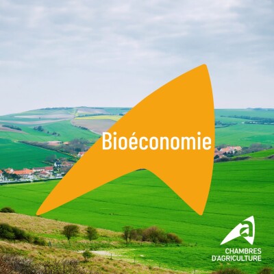 Bioéconomie : le miscanthus, de quoi fournir paillage et énergie cover