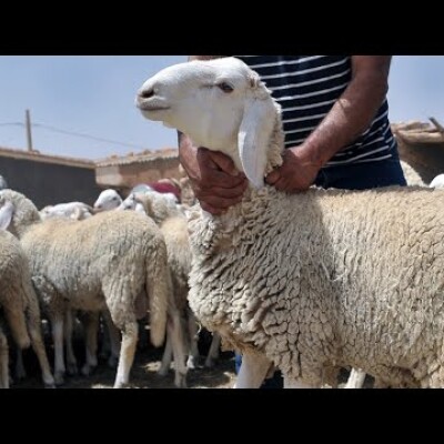Un mouton importé à 40 mille DA : les dangers et coûts d’une mesure très populiste en Algérie cover