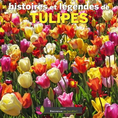 HISTOIRES BOTANIQUES: HISTOIRES ET LÉGENDES DE TULIPES cover
