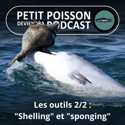 S01E33 Les outils 2/2 : Le "shelling" et le "sponging" des dauphins cover