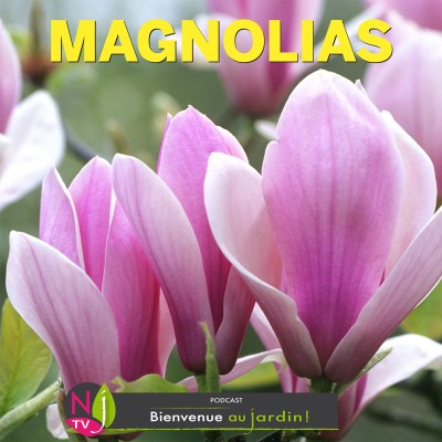 LE DOSSIER: TOUT SAVOIR SUR LES MAGNOLIAS cover