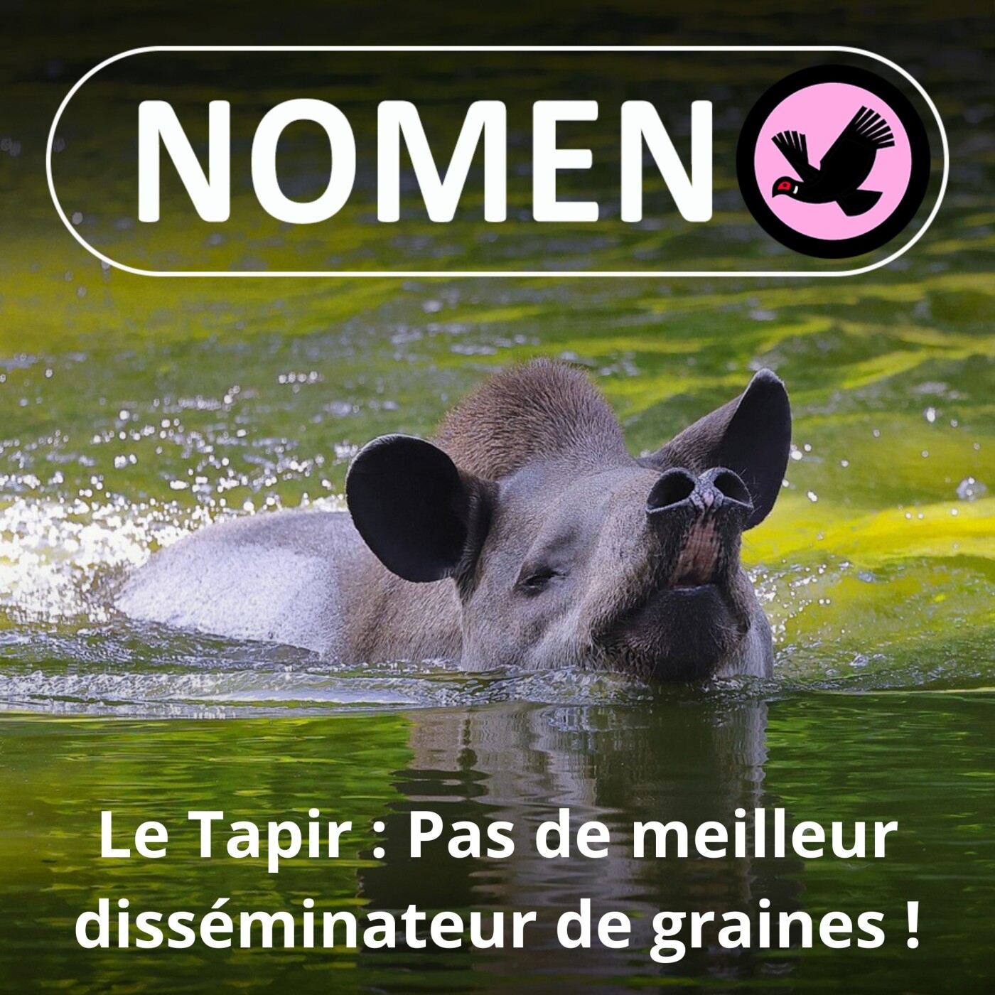 S02E37 Avec le Tapir ... t'as pas meilleur disséminateur de graines !