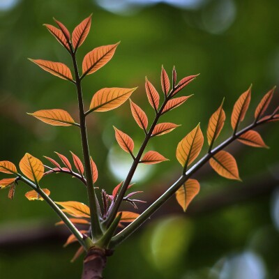 Cédrèle de Chine - Arbre à Salade cover