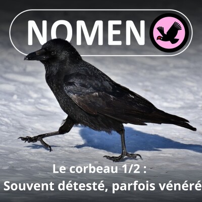 S02E10 Le Corbeau 1/2 : Un surdoué vénéré chez les Vikings, détesté chez les Chrétiens ... cover