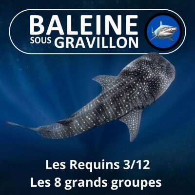 S04E07 Requins 3/12 : Les 8 grands groupes cover