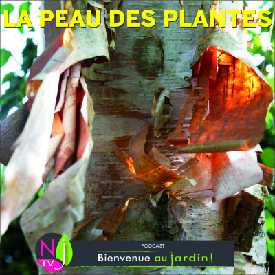 HISTOIRES BOTANIQUES: TOUT SAVOIR SUR L’ÉCORCE, LA PEAU DES PLANTE cover