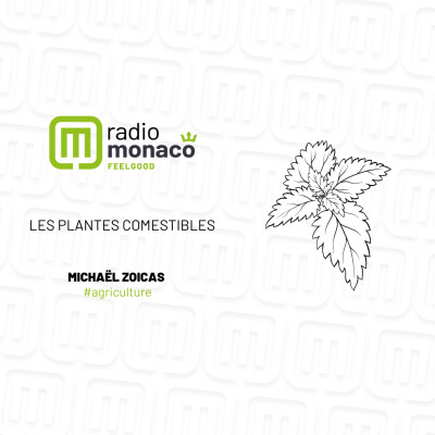 Les plantes sauvages comestibles ! cover