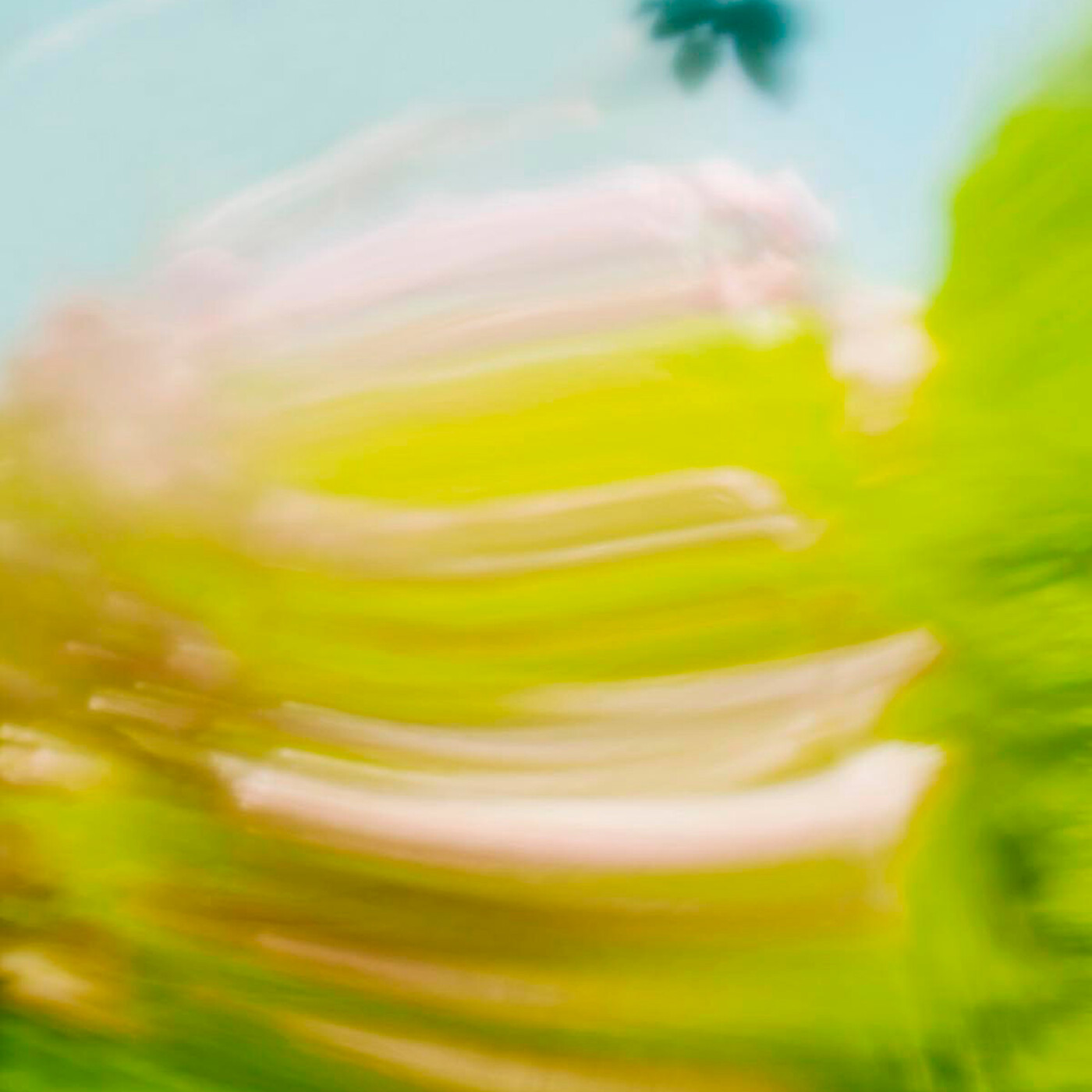 11 « L'homme qui plantait des arbres », Jean Giono