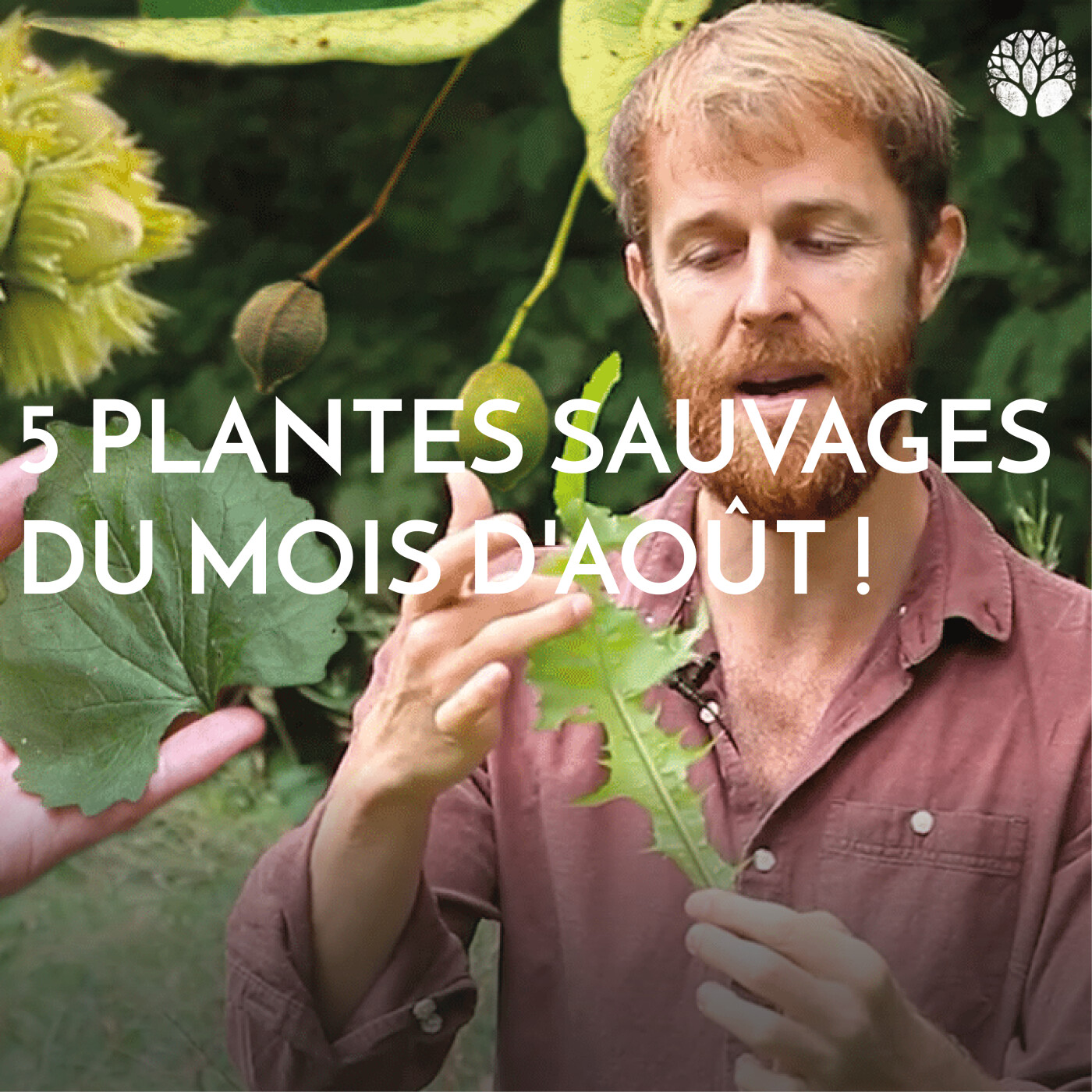5 plantes sauvages à cueillir en août episode artwork