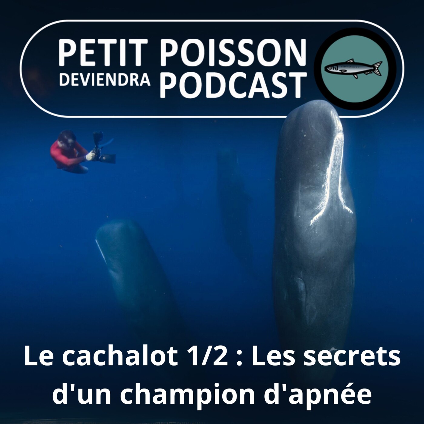 Petit Poisson deviendra Podcast