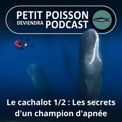 S03E31 Le cachalot 1/2 : Les secrets d'un champion d'apnée (Bill François) cover