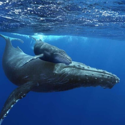 Baleines à La Réunion : les raisons d'une "saison atypique" cover