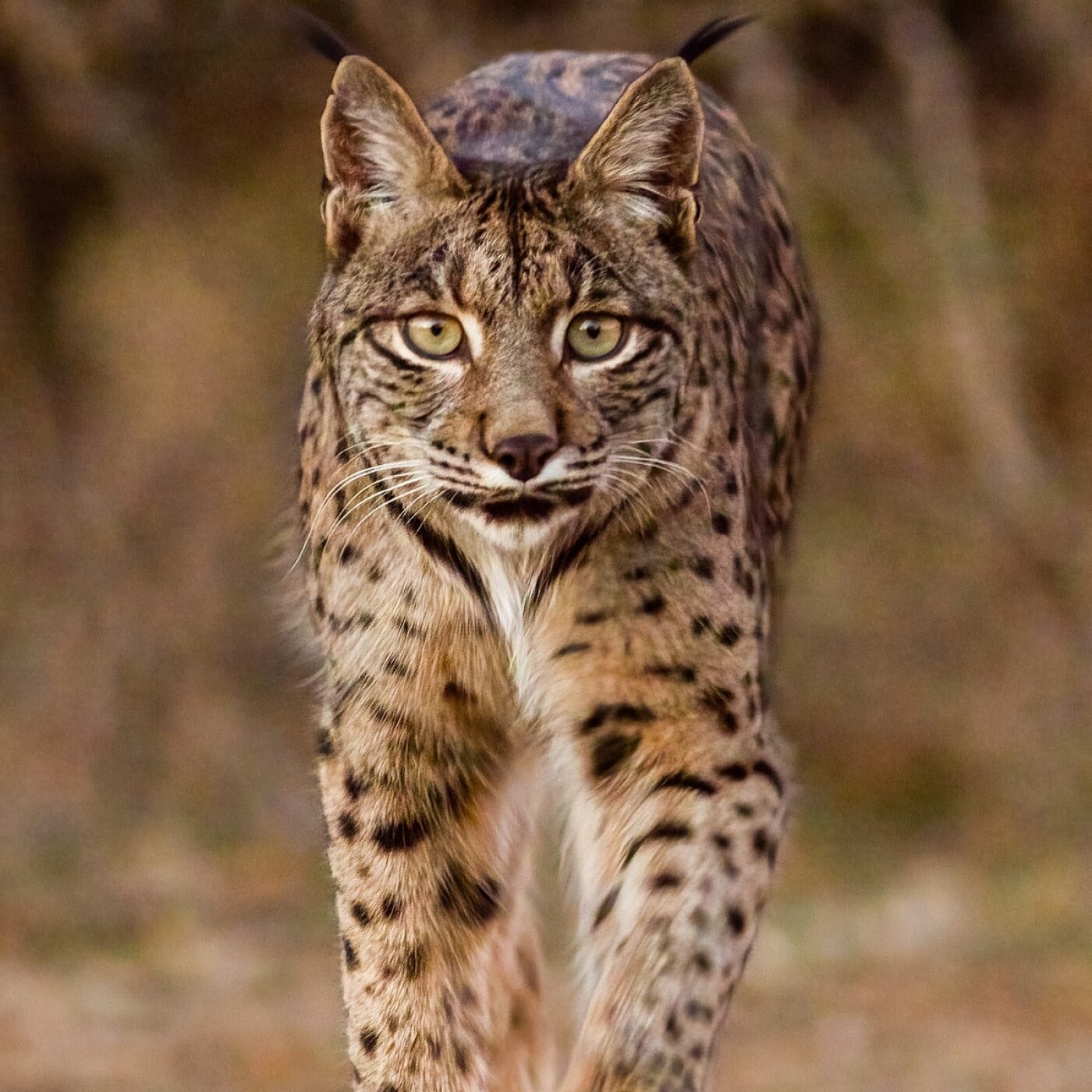 PASSIONE ANIMALE - PODCAST ANIMALIER #0 - TEASER PRESENTATION EMISSION