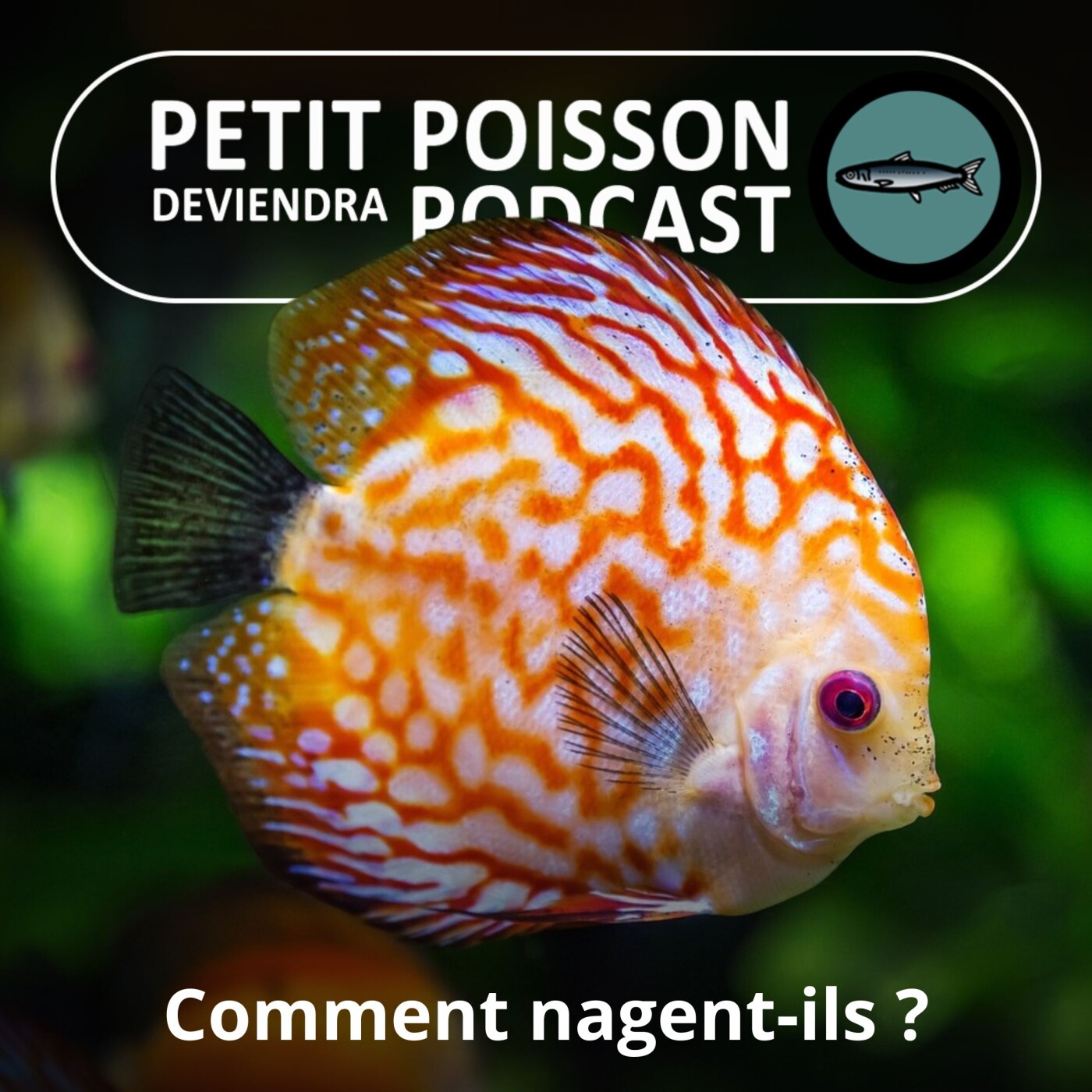 Petit Poisson deviendra Podcast