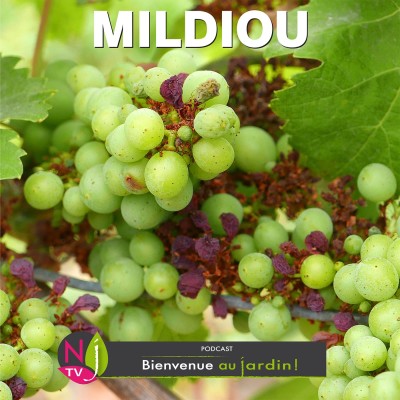 PAROLES D'EXPERTS: LE MILDIOU, ENNEMI N°1 DU JARDINIER cover