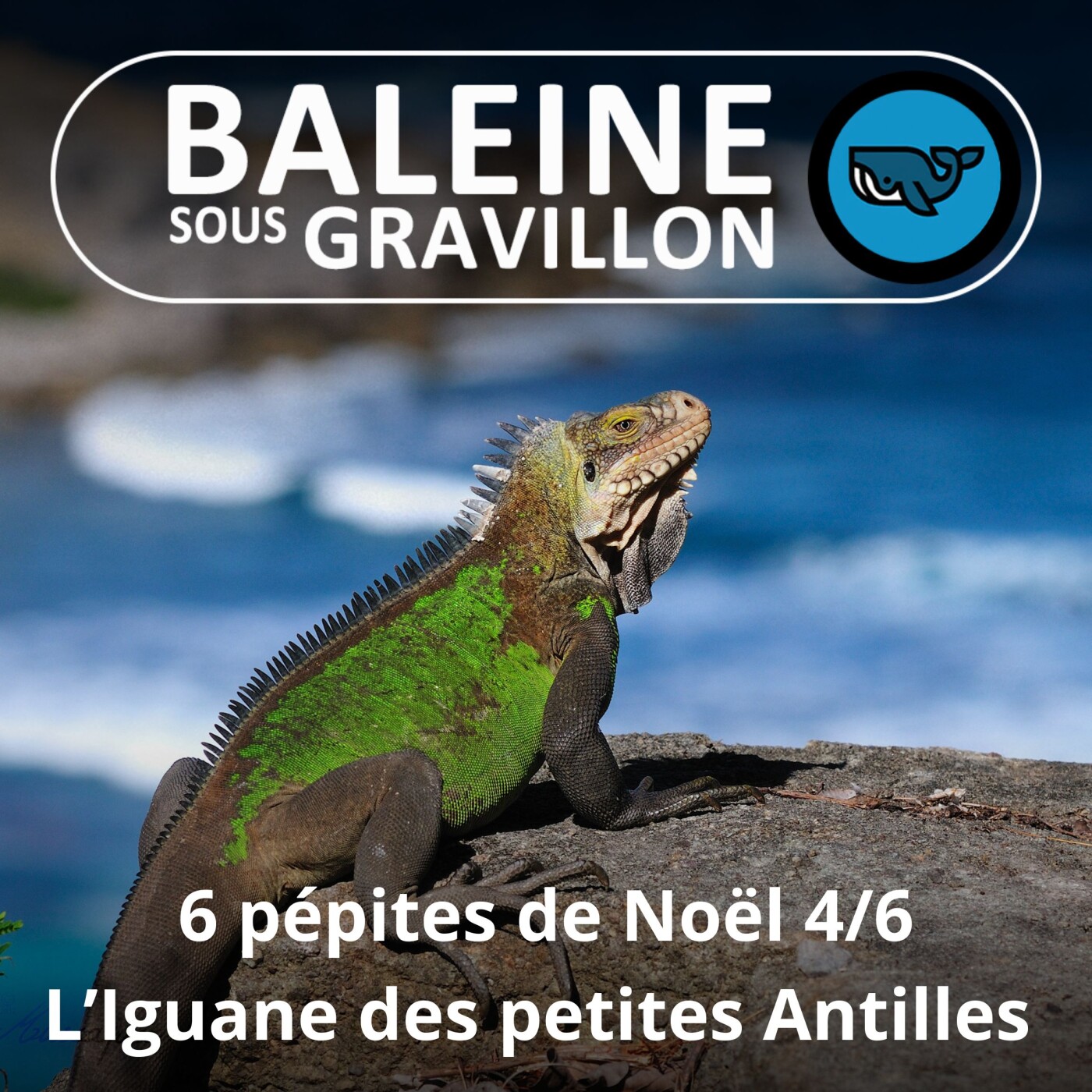 6 PÉPITES DE NOËL 4/6 : L'Iguane des petites Antilles, aka "Péyi", un dragon ultramarin