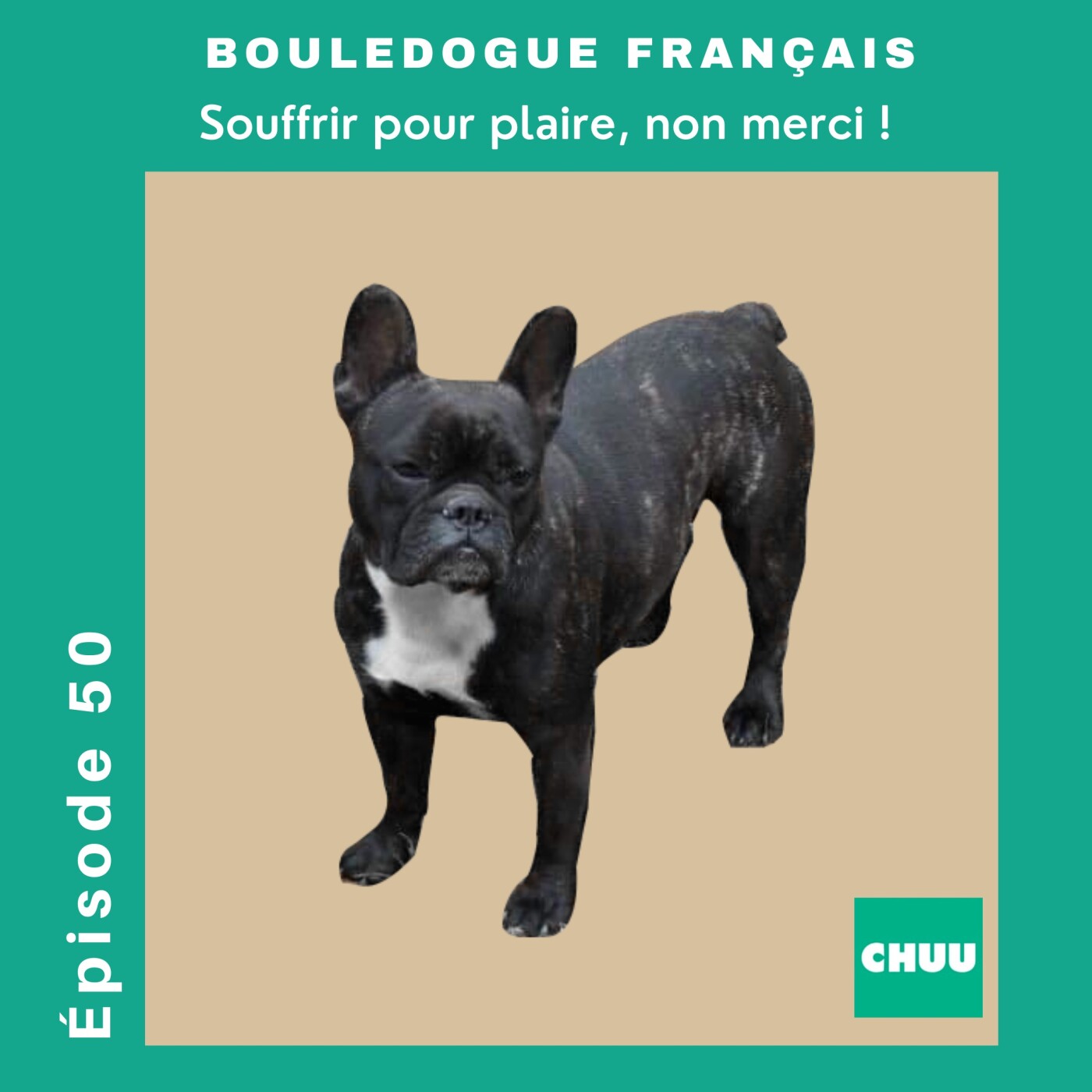 [REDIFFUSION] - BOULEDOGUE FRANÇAIS : Souffrir pour plaire, non merci !