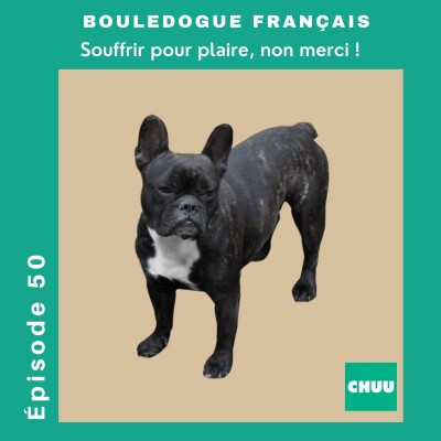 [REDIFFUSION] - BOULEDOGUE FRANÇAIS : Souffrir pour plaire, non merci ! cover