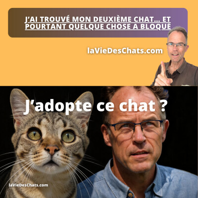 J’ai trouvé mon deuxième chat… et pourtant quelque chose a bloqué cover