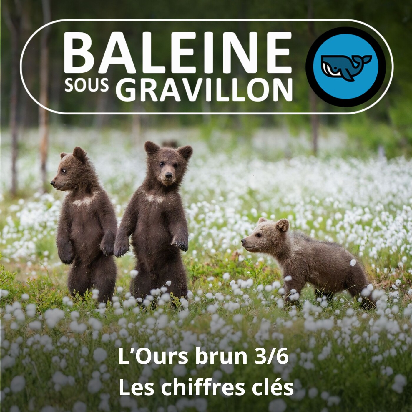 S07E155 L'Ours brun 3/6 : Dates, effectifs, attaques... les chiffres clés (Rémi Dupouy) episode artwork