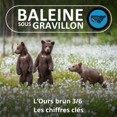 S07E155 L'Ours brun 3/6 : Dates, effectifs, attaques... les chiffres clés (Rémi Dupouy) cover