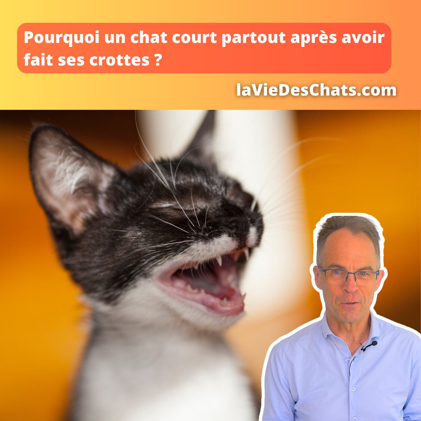 laVieDesChats