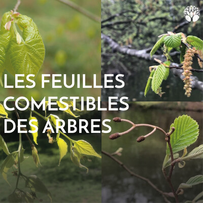 Les feuilles comestibles des arbres cover