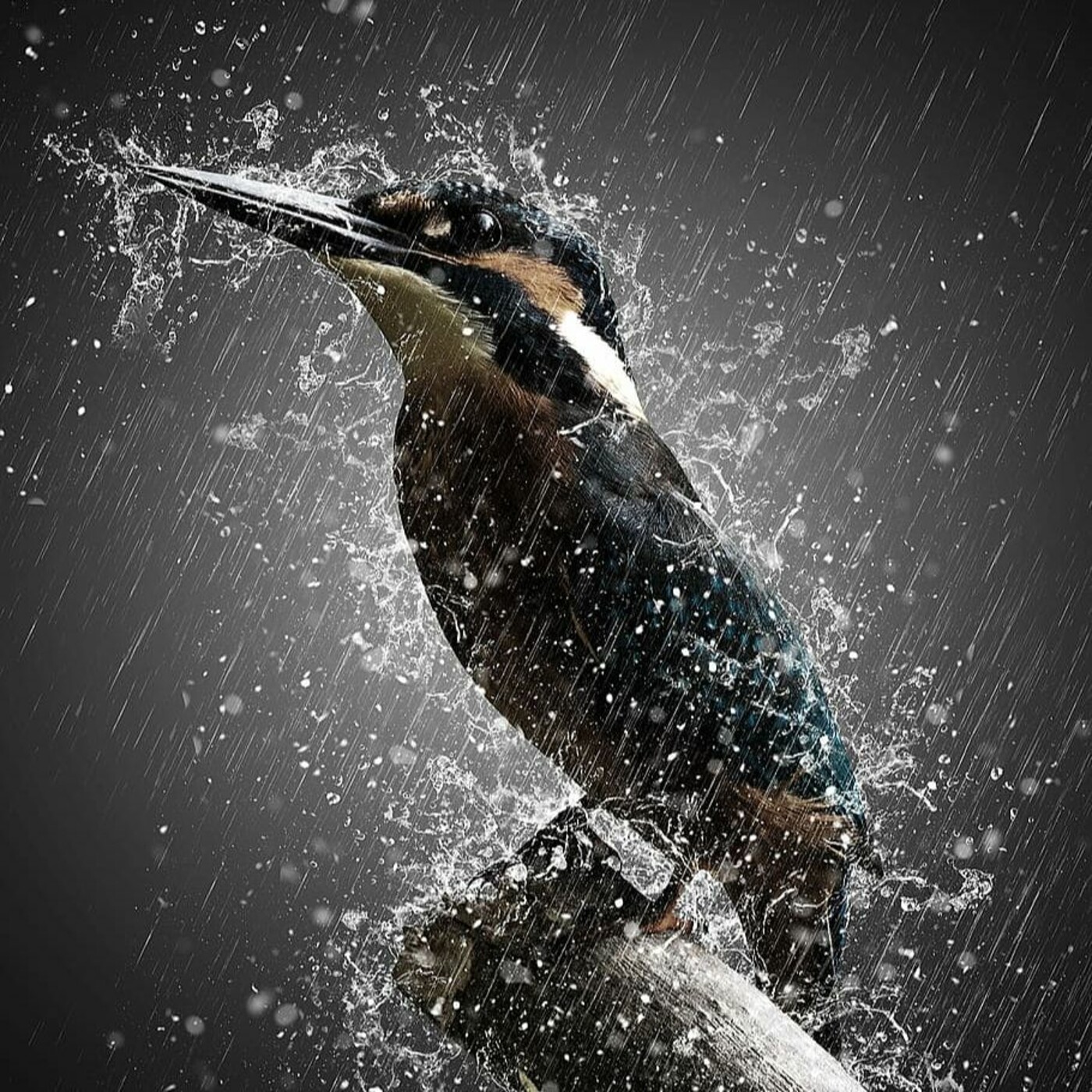 Bonus 6 - L'oiseau Des Tempêtes