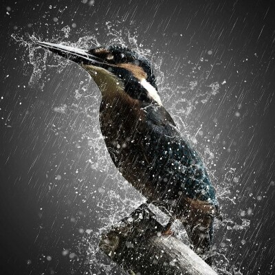 Bonus 6 - L'oiseau Des Tempêtes cover