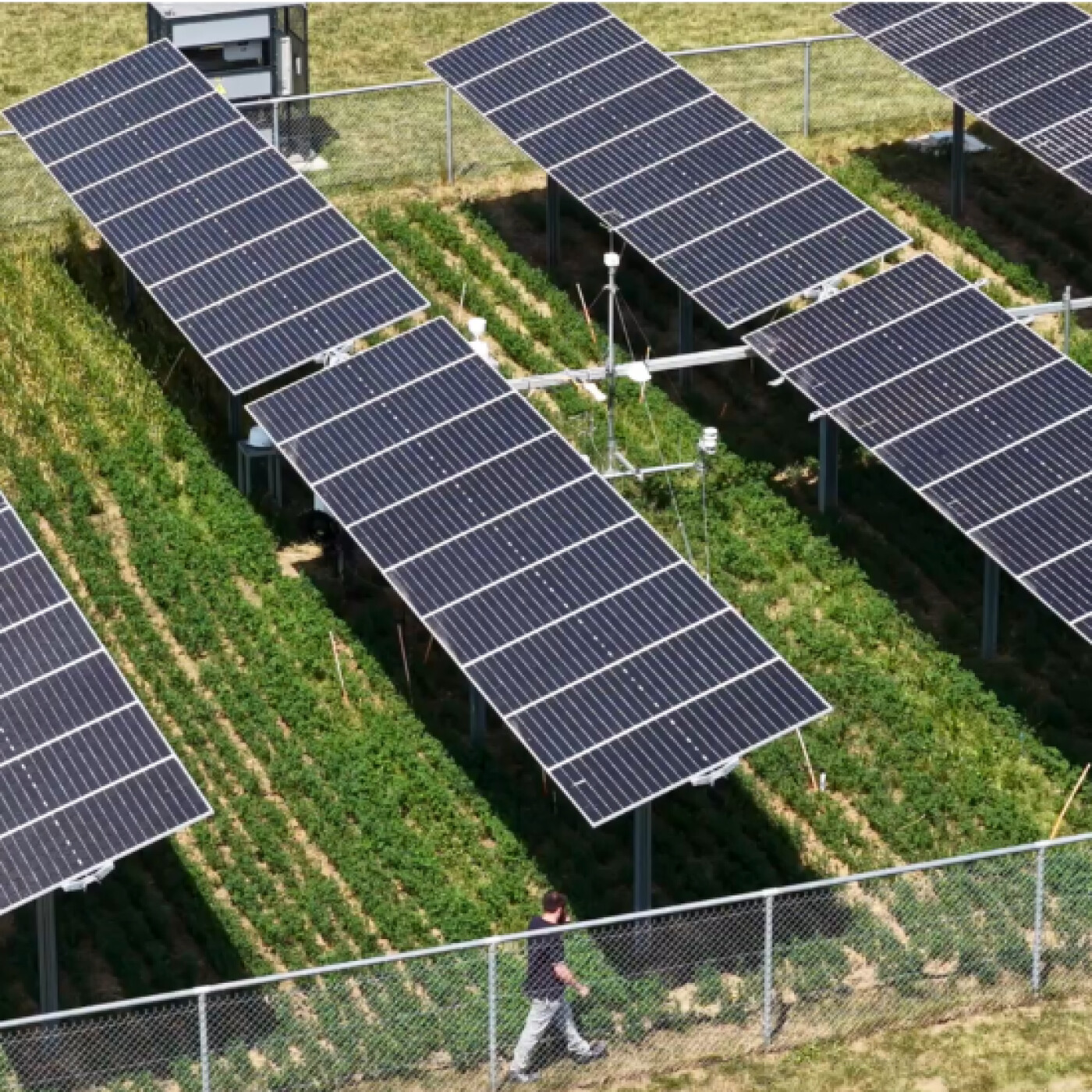 Ep. 38 Agrivoltaïsme : modéliser les interactions entre panneaux solaires et cultures episode artwork