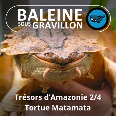 S04E73 Trésors d'Amazonie 2/4 : Boa arc-en-ciel, Mata-mata, Grenouille-lait cover