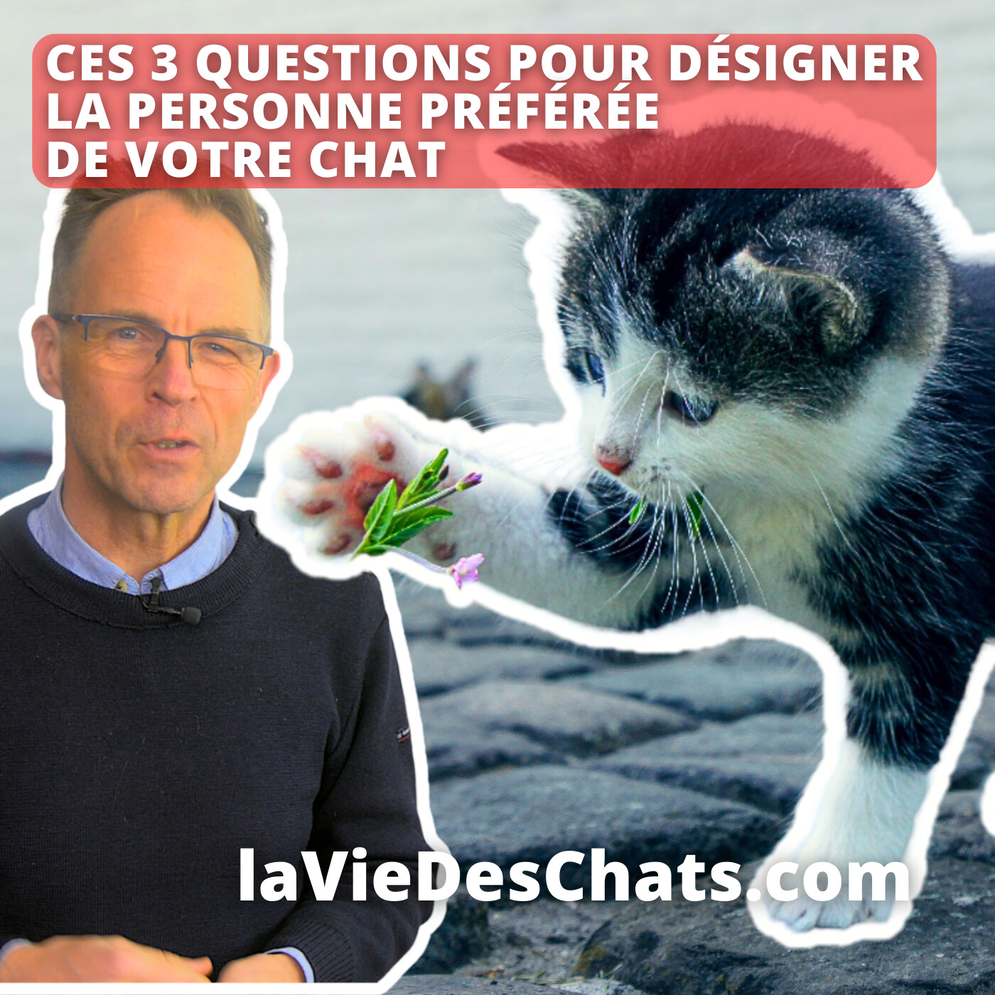 laVieDesChats