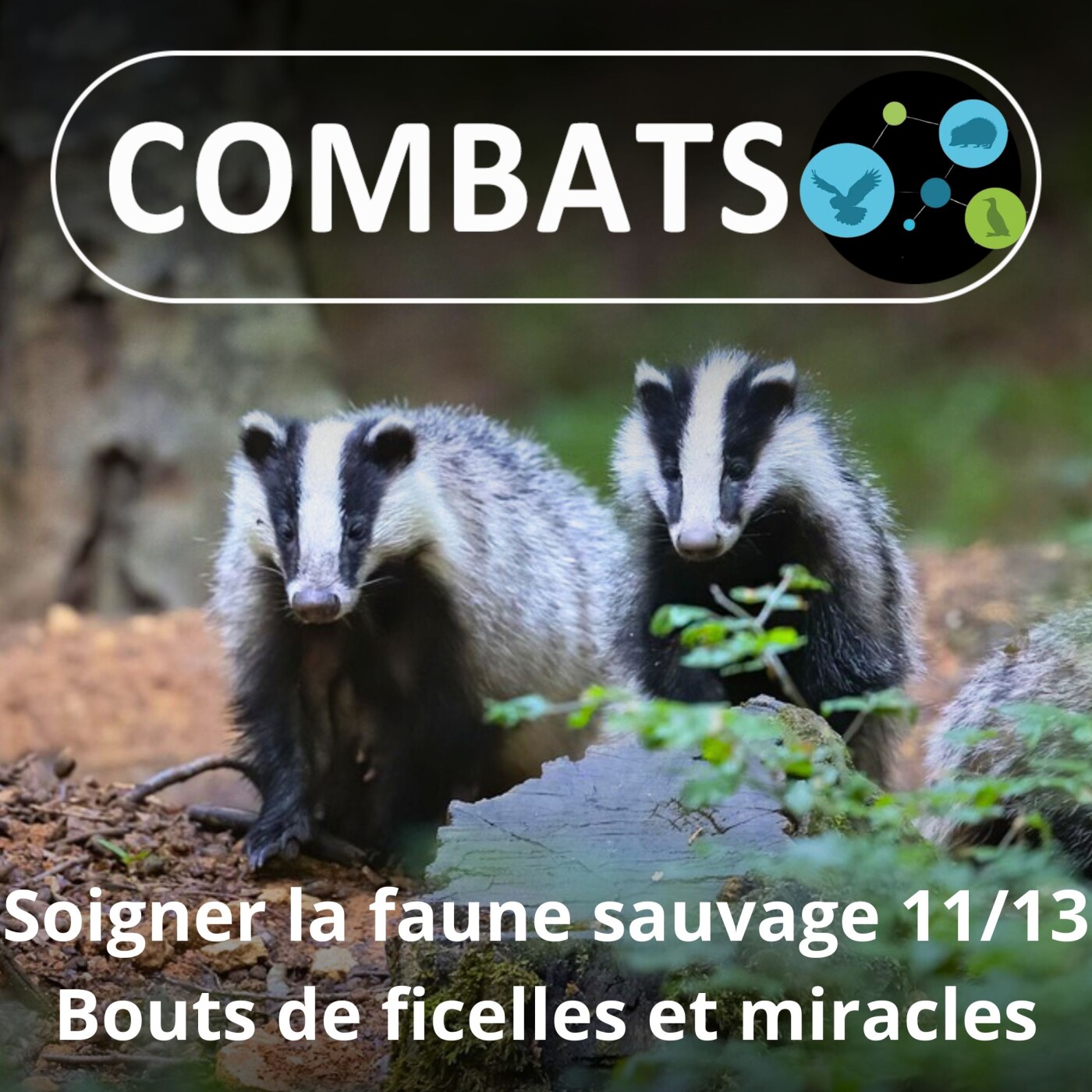 S01E68 Soigner la faune sauvage 11/13 : Des bouts de ficelle qui font parfois des miracles (Manon Tissidre, directrice)