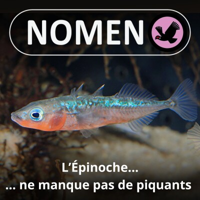 S05E35 L'Épinoche : Une petitounette qui ne manque pas de piquants cover