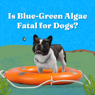 Is Blue-Green Algae Fatal for Dogs? cover
