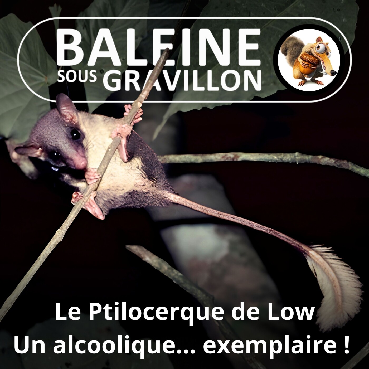 S01E01 Le Ptilocerque de Low : un alcoolique... exemplaire ! episode artwork