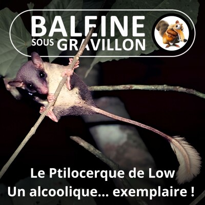 S01E01 Le Ptilocerque de Low : un alcoolique... exemplaire ! cover
