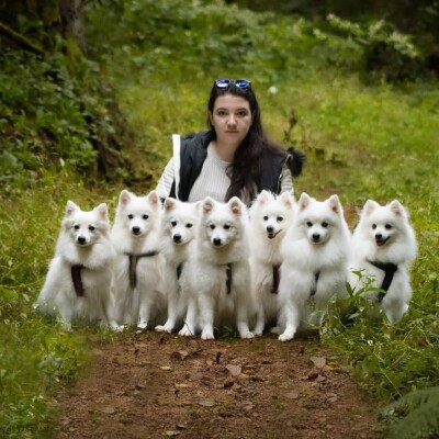 42. Spitz japonais : tout savoir avant d’adopter (avec une éleveuse passionnée) cover