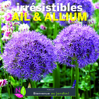 DOSSIER: AIL ET ALLIUM PLANTES ET FLEURS DE GRANDE VALEUR cover