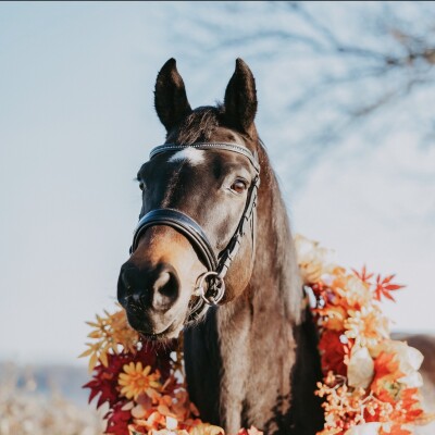🎙️🐎 L’histoire de Laurie et de Nash, changer de posture auprès de son cheval à permis a Laurie d'évoluer dans les autres pans de sa vie cover