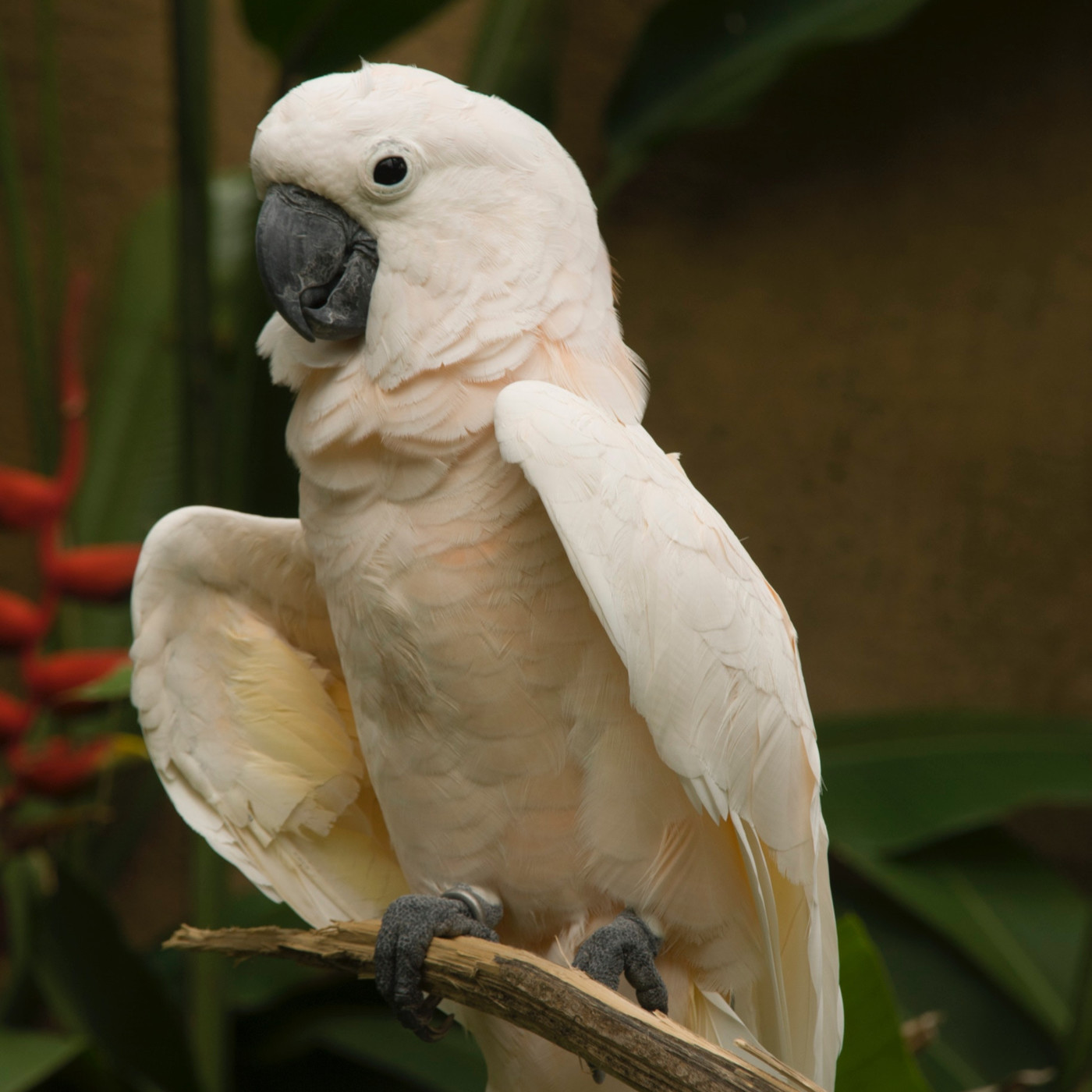 WILD - PODCAST ANIMALIER #0 - TEASER PRESENTATION EMISSION