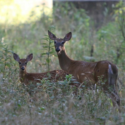 Grillages autoroutiers : pour votre sécurité et celle des animaux ! cover