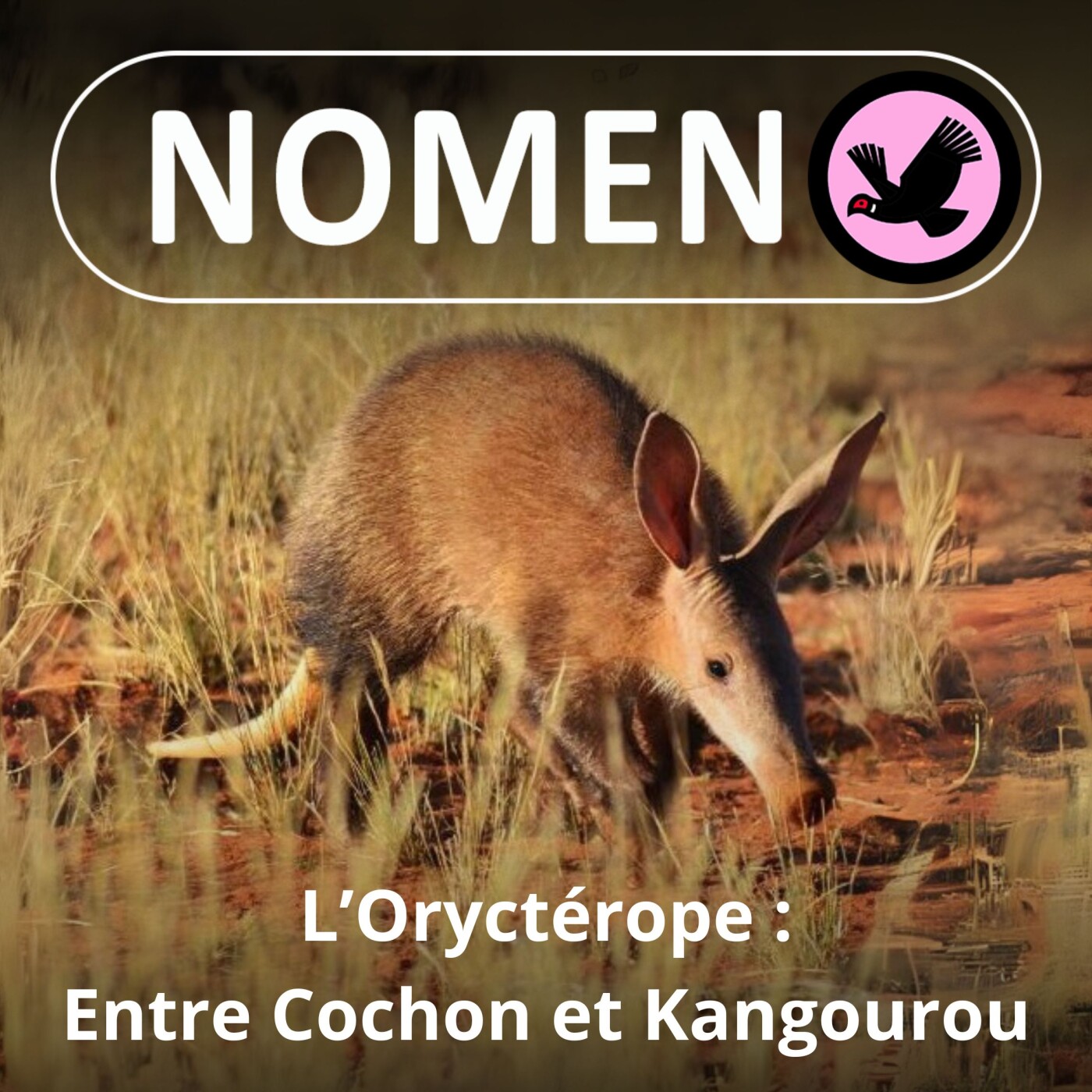 S04E37 L’Oryctérope, un bulldozer austral, mi-Cochon mi-Kangourou